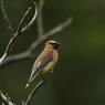 Cedar waxwing (Bombycilla cedrorum)