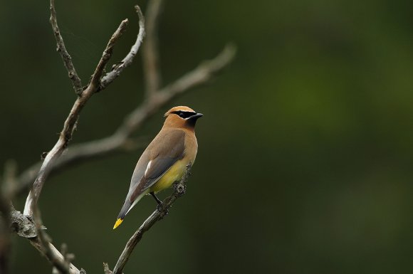 Cedar waxwing (Bombycilla cedrorum)