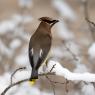 Cedar waxwing (Bombycilla cedrorum)