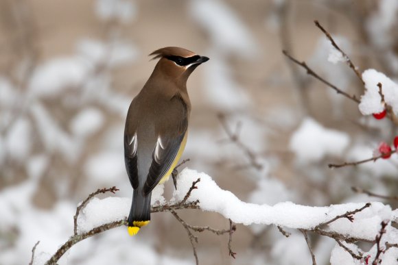 Cedar waxwing (Bombycilla cedrorum)