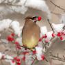 Cedar waxwing (Bombycilla cedrorum)