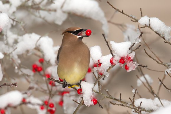 Cedar waxwing (Bombycilla cedrorum)