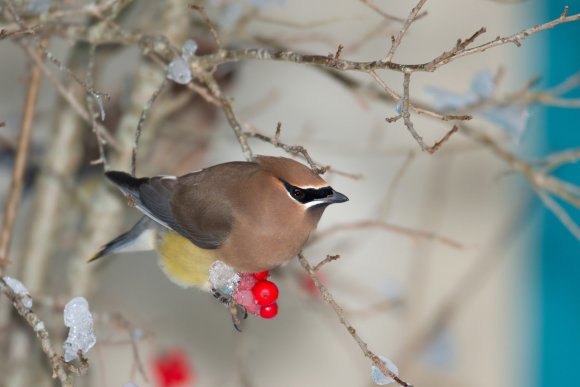 Cedar waxwing (Bombycilla cedrorum)