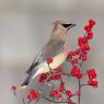 Cedar waxwing (Bombycilla cedrorum)