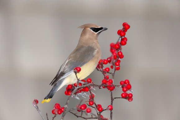 Cedar waxwing (Bombycilla cedrorum)