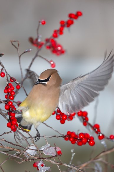 Cedar waxwing (Bombycilla cedrorum)