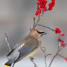 Cedar waxwing (Bombycilla cedrorum)