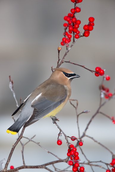 Cedar waxwing (Bombycilla cedrorum)