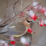 Cedar waxwing (Bombycilla cedrorum)