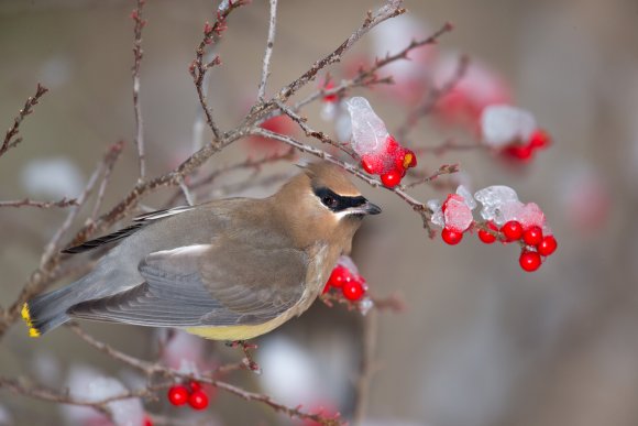 Cedar waxwing (Bombycilla cedrorum)