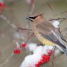 Cedar waxwing (Bombycilla cedrorum)