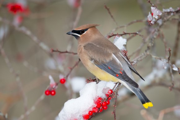 Cedar waxwing (Bombycilla cedrorum)