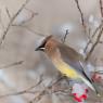 Cedar waxwing (Bombycilla cedrorum)