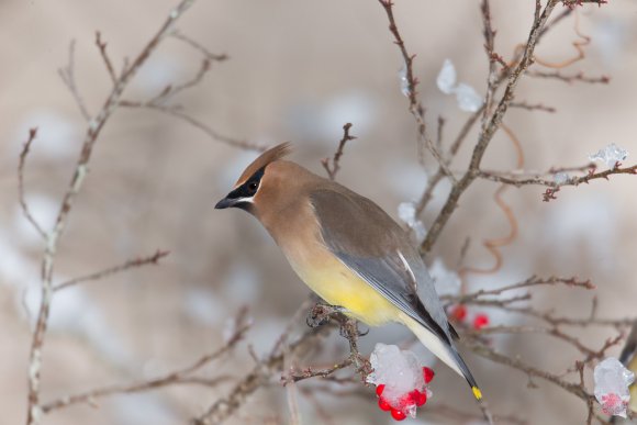 Cedar waxwing (Bombycilla cedrorum)