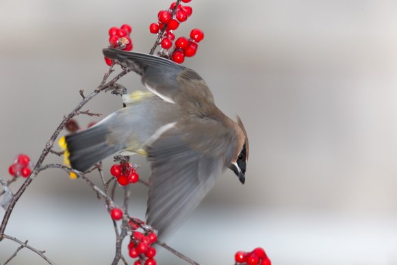 Cedar waxwing (Bombycilla cedrorum)