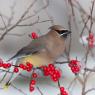 Cedar waxwing (Bombycilla cedrorum)