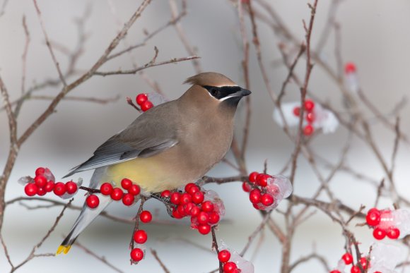 Cedar waxwing (Bombycilla cedrorum)