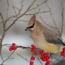 Cedar waxwing (Bombycilla cedrorum)