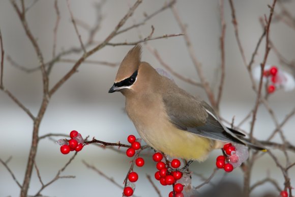 Cedar waxwing (Bombycilla cedrorum)