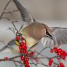 Cedar waxwing (Bombycilla cedrorum)