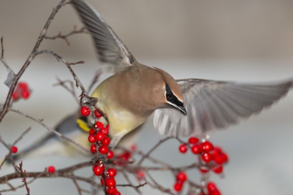 Cedar waxwing (Bombycilla cedrorum)