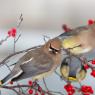 Cedar waxwing (Bombycilla cedrorum)