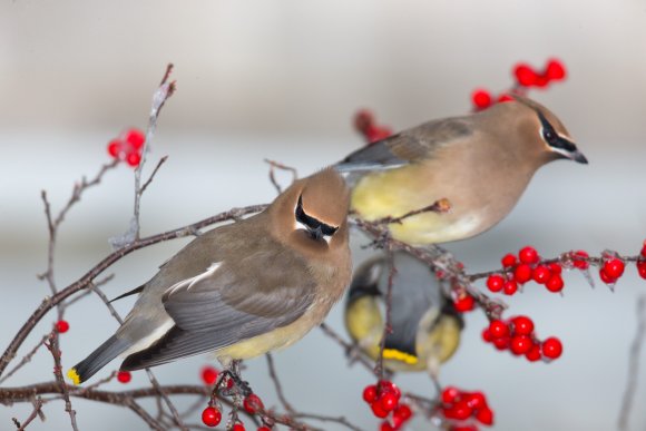 Cedar waxwing (Bombycilla cedrorum)