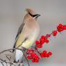 Cedar waxwing (Bombycilla cedrorum)