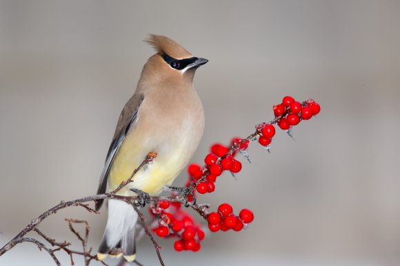 Cedar waxwing (Bombycilla cedrorum)