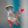 Cedar waxwing (Bombycilla cedrorum)