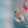 Cedar waxwing (Bombycilla cedrorum)