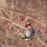 Beccofrusone - Bohemian waxwing (Bombycilla garrulus)