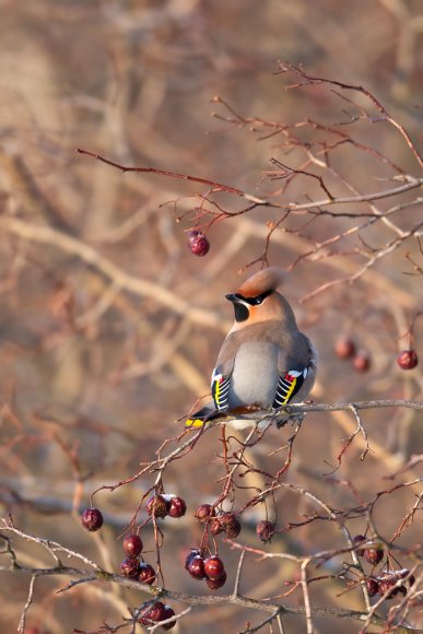 Beccofrusone - Bohemian waxwing (Bombycilla garrulus)