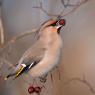 Beccofrusone - Bohemian waxwing (Bombycilla garrulus)