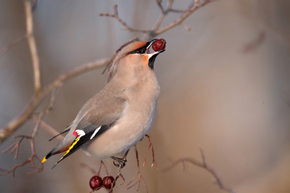 Beccofrusone - Bohemian waxwing (Bombycilla garrulus)