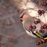 Beccofrusone - Bohemian waxwing (Bombycilla garrulus)