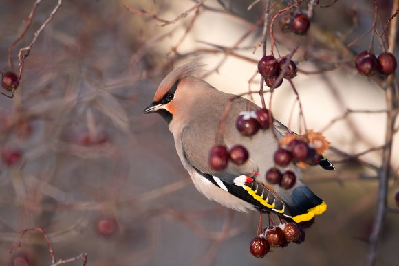 Beccofrusone - Bohemian waxwing (Bombycilla garrulus)