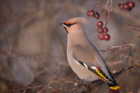 Beccofrusone - Bohemian waxwing (Bombycilla garrulus)