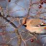 Beccofrusone - Bohemian waxwing (Bombycilla garrulus)