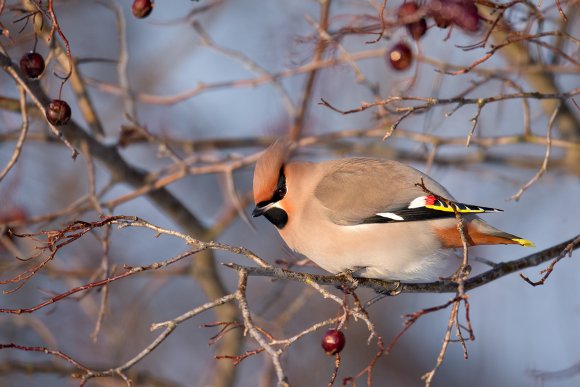 Beccofrusone - Bohemian waxwing (Bombycilla garrulus)