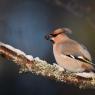 Beccofrusone - Bohemian waxwing (Bombycilla garrulus)