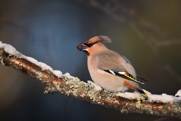 Beccofrusone - Bohemian waxwing (Bombycilla garrulus)