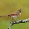 Cardinale rosso - Northern cardinal (Cardinalis cardinalis)