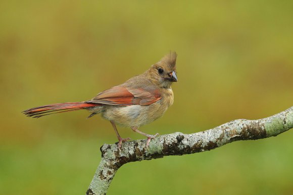 Cardinale rosso - Northern cardinal (Cardinalis cardinalis)