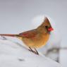 Cardinale rosso - Northern cardinal (Cardinalis cardinalis)