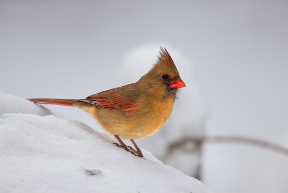 Cardinale rosso - Northern cardinal (Cardinalis cardinalis)