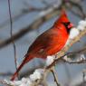 Cardinale rosso - Northern cardinal (Cardinalis cardinalis)