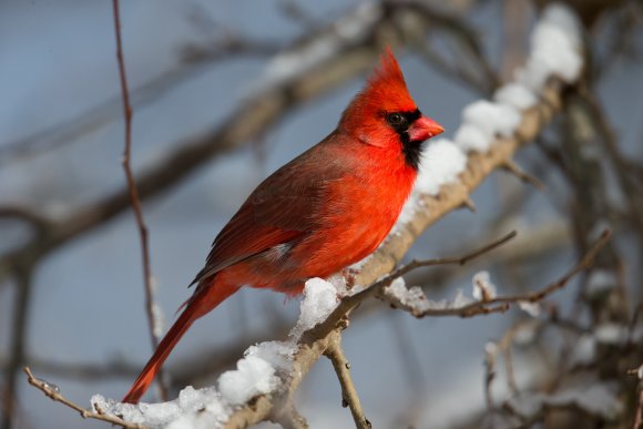 Cardinale rosso - Northern cardinal (Cardinalis cardinalis)