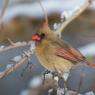 Cardinale rosso - Northern cardinal (Cardinalis cardinalis)