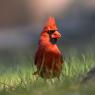 Cardinale rosso - Northern cardinal (Cardinalis cardinalis)